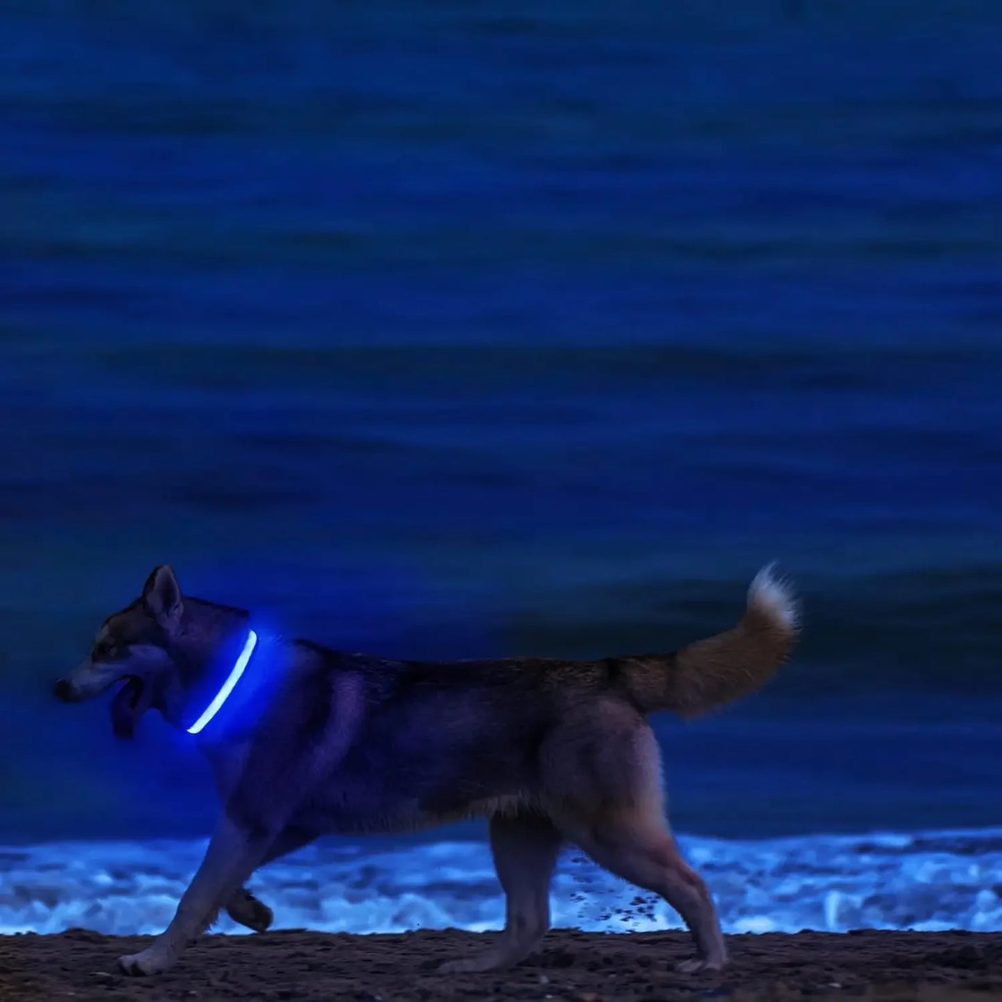 Collier LED lumineux pour chien, sécurité, marche nocturne, clignotant, lueur dans la nuit, collier à batterie pour chien, petit, moyen et grand chien